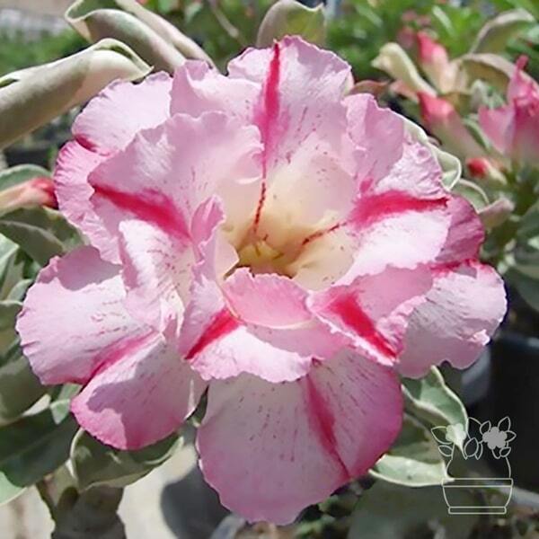 Adenium obesum variegated BEST OF SIAM