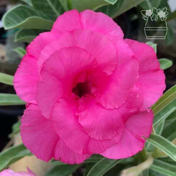 Adenium obesum HASSADEE PINK
