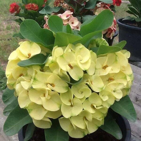 Euphorbia Milii KAMLAI PERMPOON