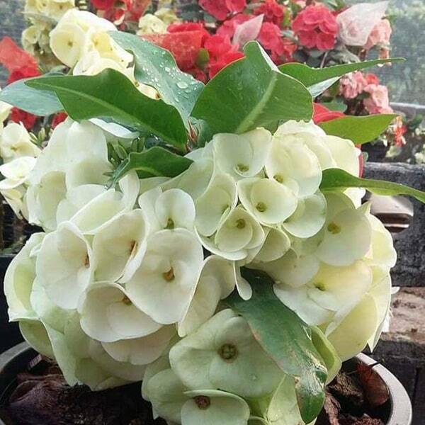 Euphorbia Milii MALAI NGERN LAN