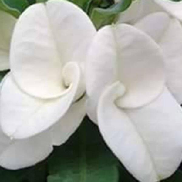 Euphorbia Milii NGERN LAIMA