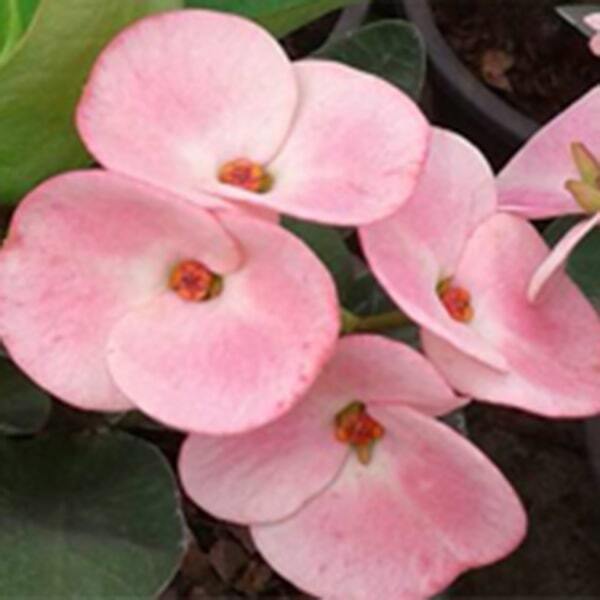 Euphorbia Milii PERM LAB