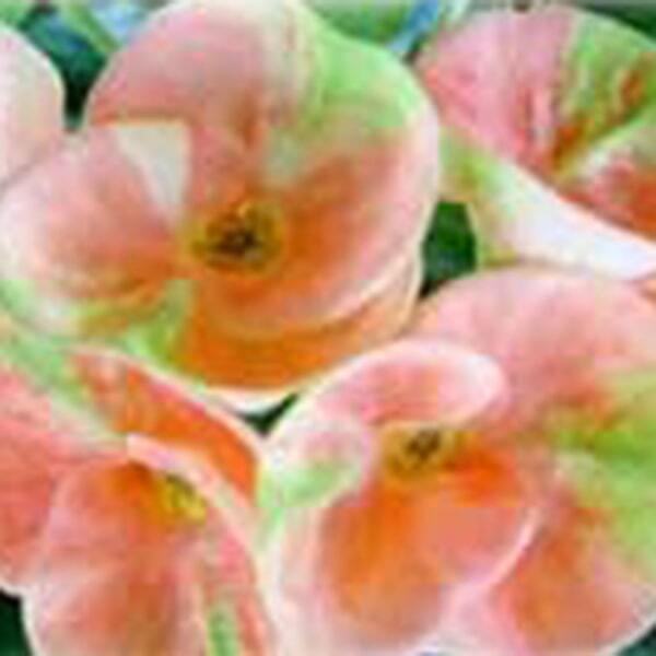 Euphorbia Milii RUNG JAREN SAB