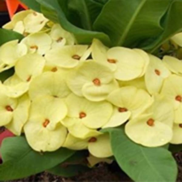 Euphorbia Milii PAK THONGCHAI