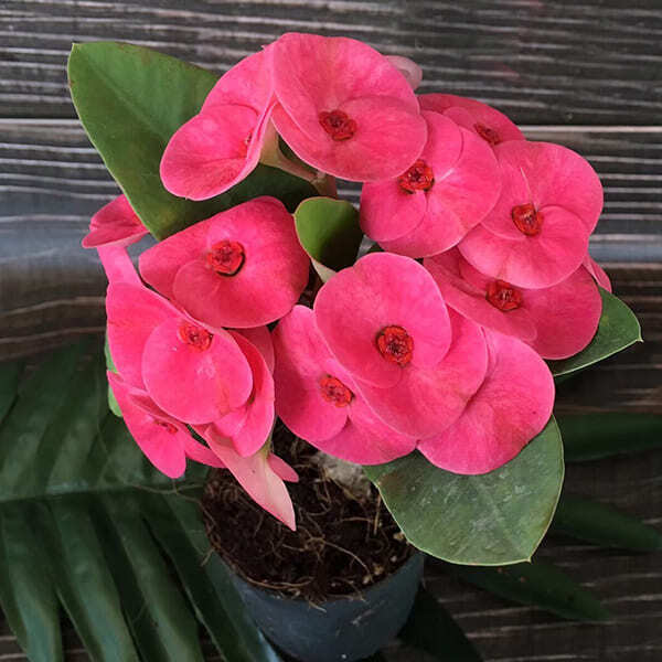 Euphorbia Milii PINK VIOLET