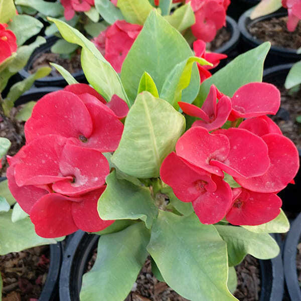 Euphorbia Milii SEDTHEE MAI RED