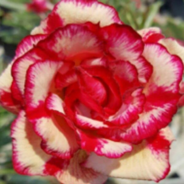 Adenium obesum 4935