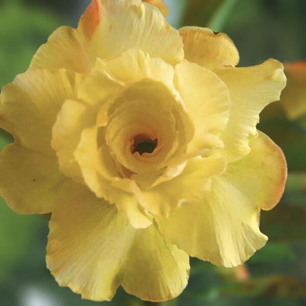 Adenium obesum PERM SAB YELLOW
