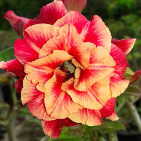 Adenium obesum 6662