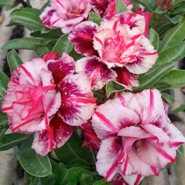 Adenium obesum 6688