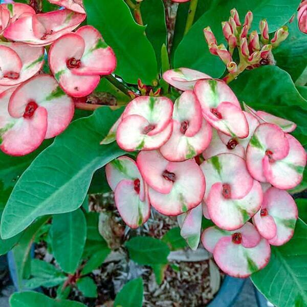 Euphorbia Milii 7 DIAMOND