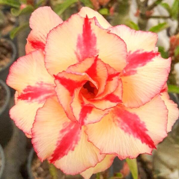 Adenium obesum 7097
