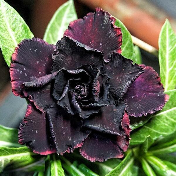 Adenium obesum SIAM 7695