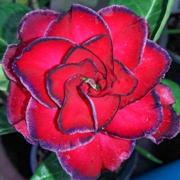 Adenium obesum 7760