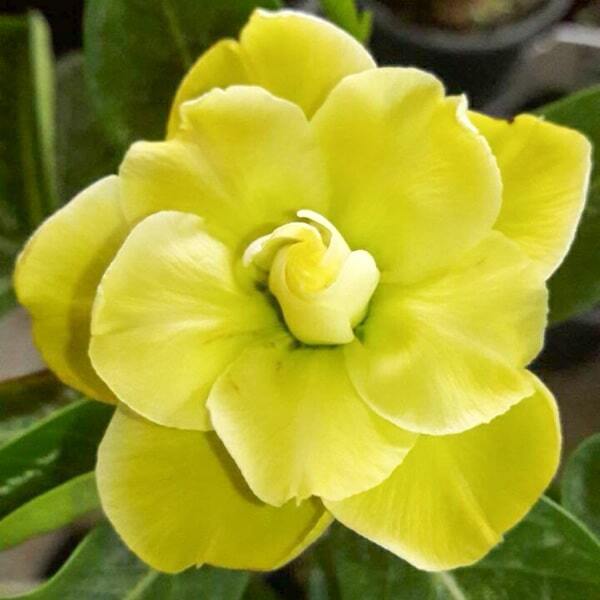 Adenium obesum 7845
