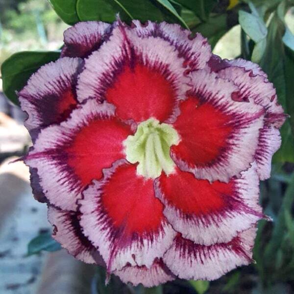 Adenium obesum 8232