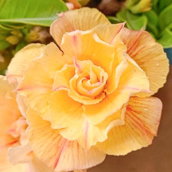 Adenium obesum 8243