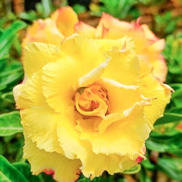 Adenium obesum 8319