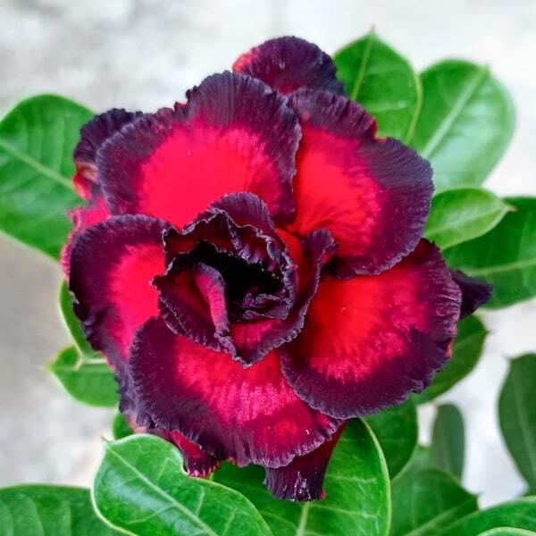 Adenium obesum 8420
