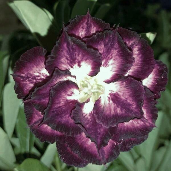 Adenium obesum 8427