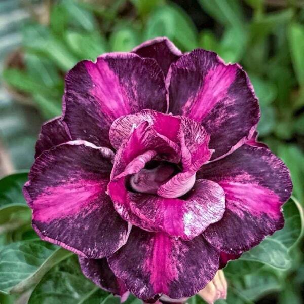 Adenium obesum 8429