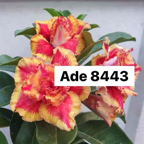 Adenium obesum 8443
