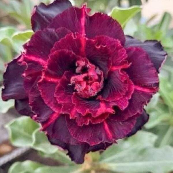 Adenium obesum 8453