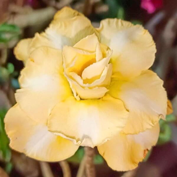 Adenium obesum 8493