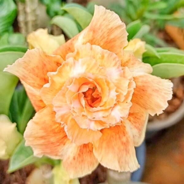 Adenium obesum 8547