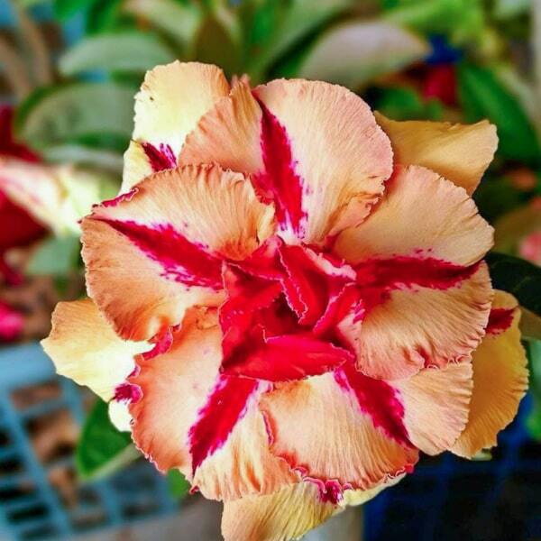 Adenium obesum 8564