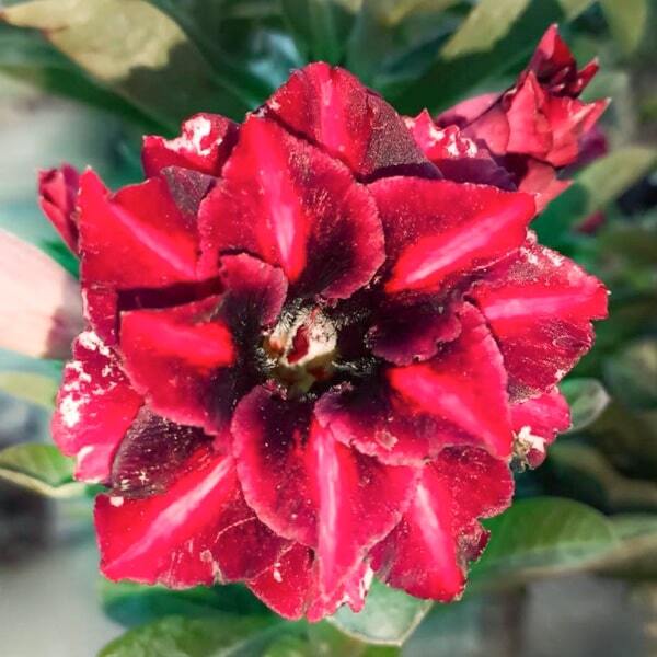 Adenium obesum 8603