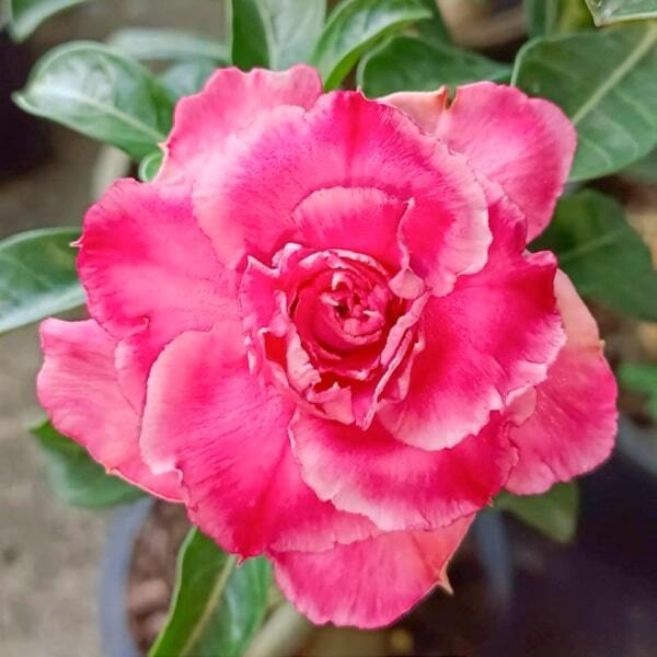 Adenium obesum 8620