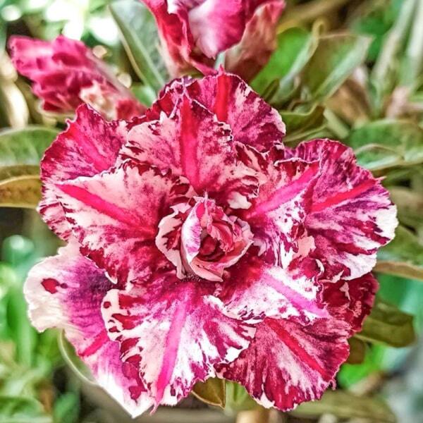 Adenium obesum 8727