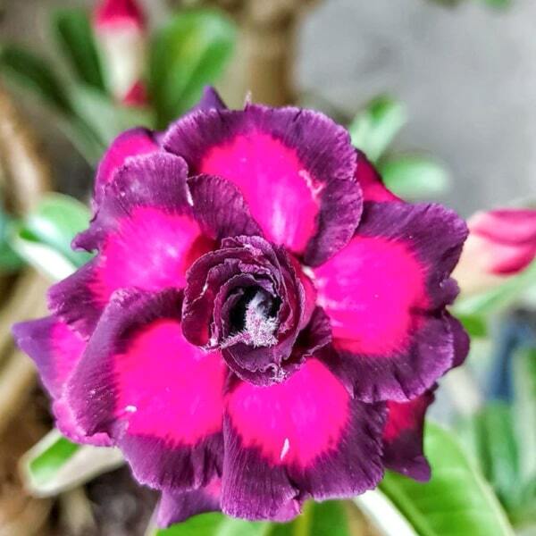 Adenium obesum 8745