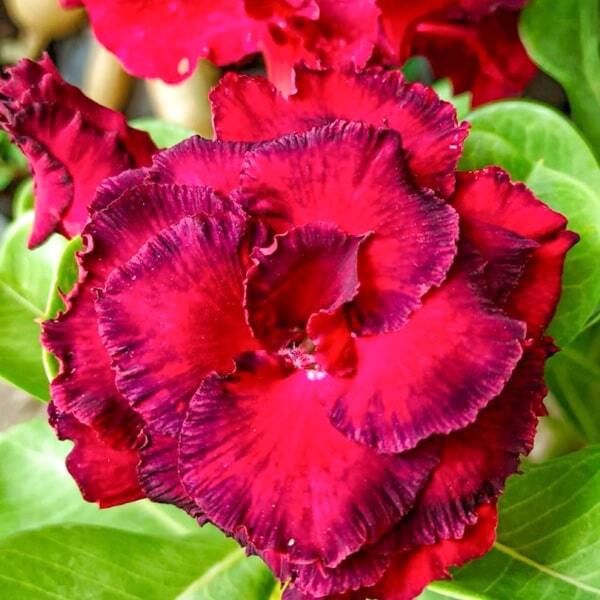 Adenium obesum 8757
