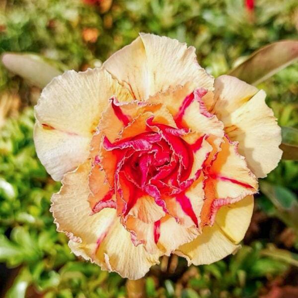 Adenium obesum 8784