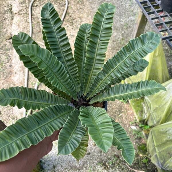 Asplenium A.SILVER WING