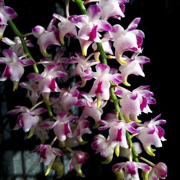 Aerides orchid AER QUINQUEVULNERA CANAYALA X COOTESII