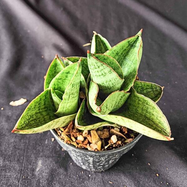 Sansevieria ANDROMEDA