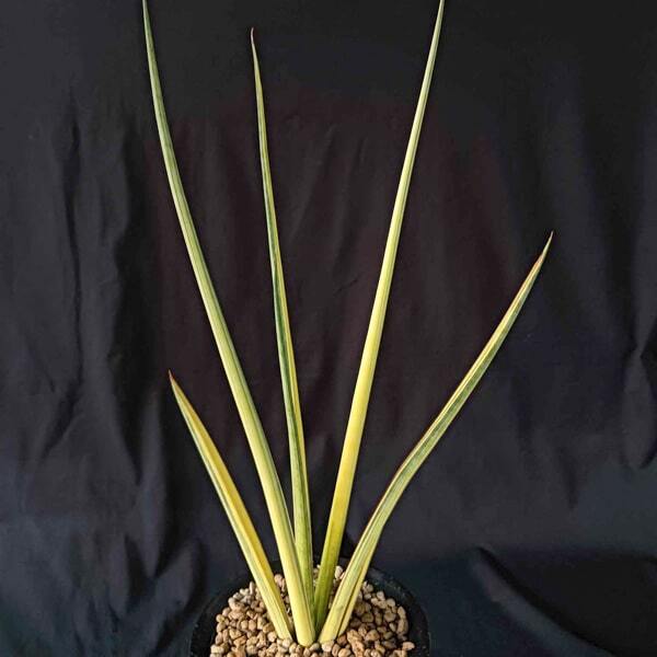 Sansevieria ANGEL WING YELLOW VAR