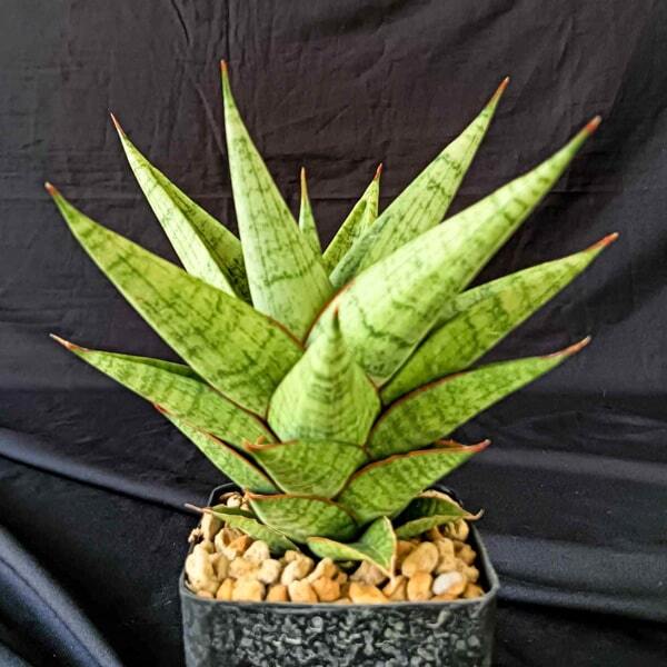 Sansevieria APOLLO