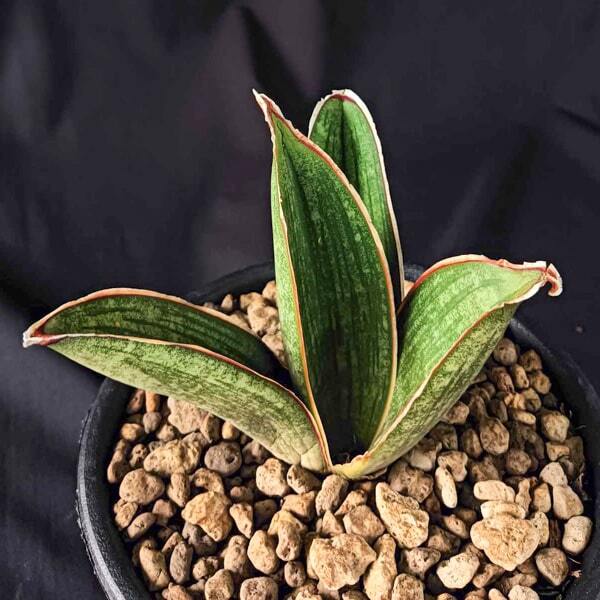 Sansevieria ARMSTRONG