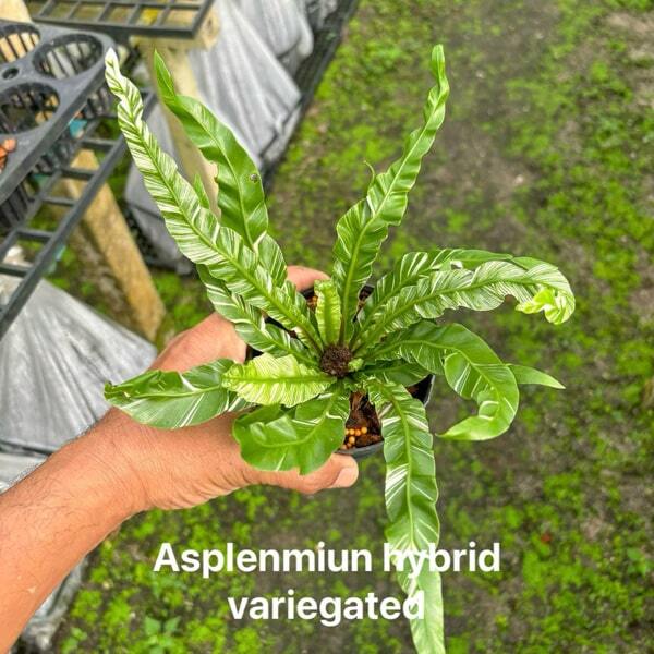 Asplenium A.FUZZY VAR