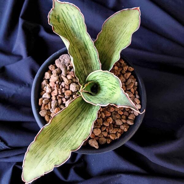 Sansevieria AS SILK