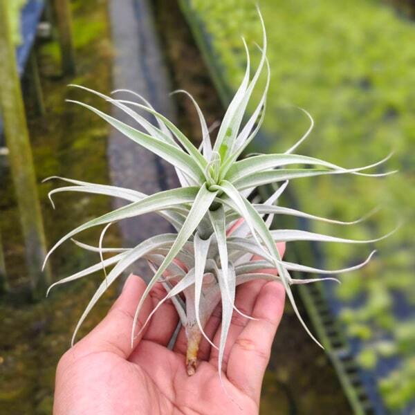 Tillandsia albida