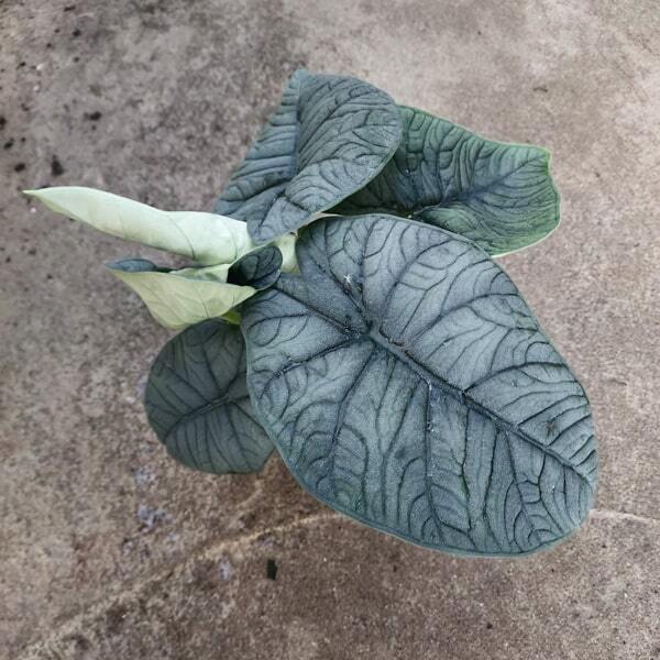 Alocasia MELO(#04)