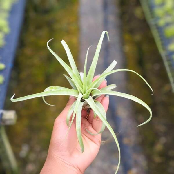 Tillandsia Amada Dofitas (riohondoensis _ caput-medusae)
