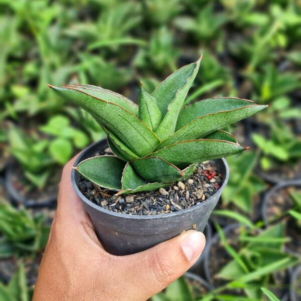 Sansevieria ANDAMAN