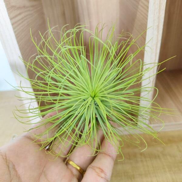 Tillandsia andreana R
