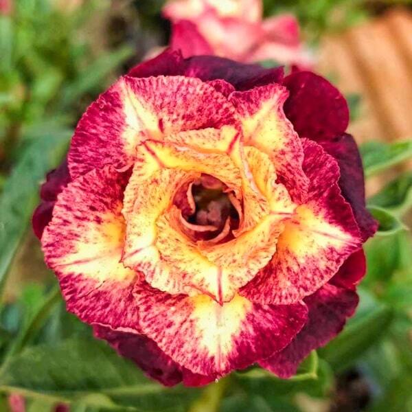 Adenium obesum ANGEL WING